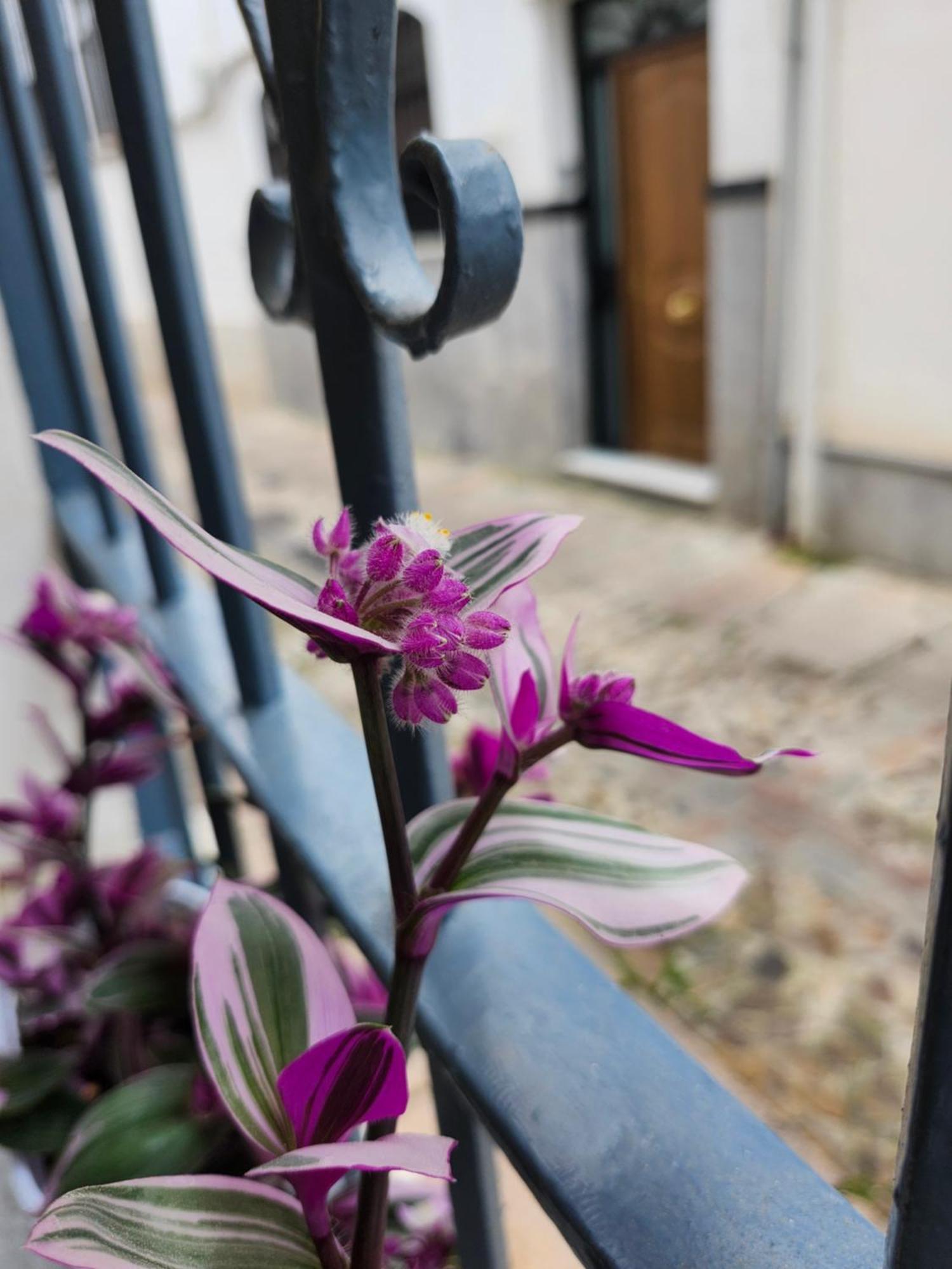Apartamento Casa Mozarabe กอร์โดบา ภายนอก รูปภาพ